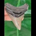 7,7 cm großer Zahn des Megalodon