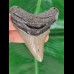 7.7 cm large tooth of the Megalodon