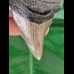 7.7 cm large tooth of the Megalodon