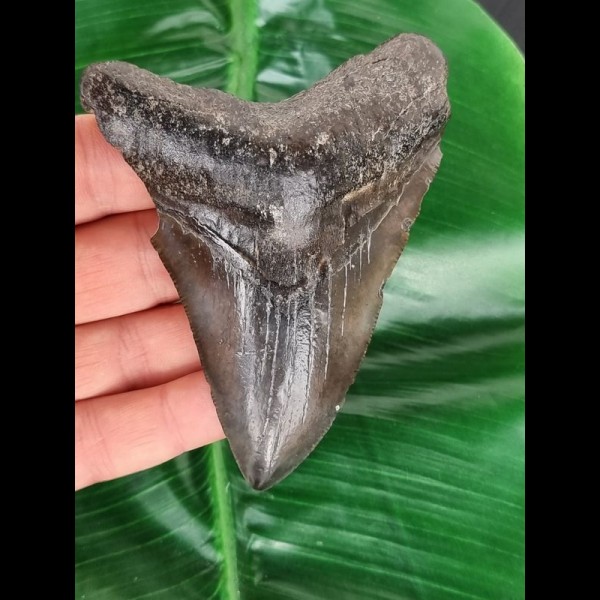 10.6 cm black tooth of the Megalodon