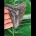 10,6 cm schwarzer Zahn des Megalodon