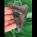 10.6 cm black tooth of the Megalodon