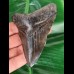 10,6 cm schwarzer Zahn des Megalodon