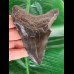 10.6 cm black tooth of the Megalodon