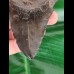 10.6 cm black tooth of the Megalodon