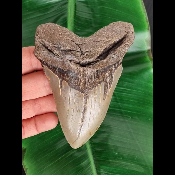 12,4 cm grauer Zahn des Megalodon