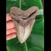 12.4 cm grey tooth of the Megalodon