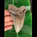 12,4 cm grauer Zahn des Megalodon