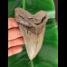 12.4 cm grey tooth of the Megalodon