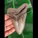 12,4 cm grauer Zahn des Megalodon