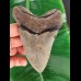 12,4 cm grauer Zahn des Megalodon