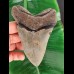 12.4 cm grey tooth of the Megalodon