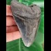 10,7 cm dunkler blaugrauer Zahn des Megalodon