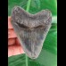 10,7 cm dunkler blaugrauer Zahn des Megalodon