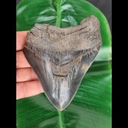 12.1 cm wide dark blue tooth of the Megalodon