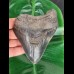 12,1 cm großer und breiter dunkler blauer Zahn des Megalodon
