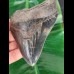 12,1 cm großer und breiter dunkler blauer Zahn des Megalodon