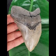 12,2 cm großes graues Zahnfragment des Megalodon