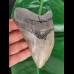 12,2 cm großes graues Zahnfragment des Megalodon