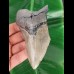 12,2 cm großes graues Zahnfragment des Megalodon