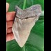 12,2 cm großes graues Zahnfragment des Megalodon