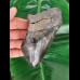 12,9 cm großes dunkles Zahnfragment des Megalodon