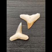 2.2 cm and 2.5 cm teeth of the bull shark and lemon shark