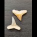 2,2 cm und 2,5 cm große Zähne des Bullenhai und Zitronenhai