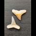 2.2 cm and 2.5 cm teeth of the bull shark and lemon shark