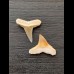 2.2 cm and 2.5 cm teeth of the bull shark and lemon shark