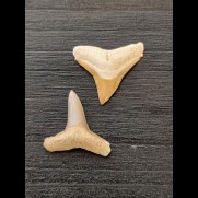 2.4 cm and 2.4 cm teeth of the bull shark and lemon shark