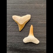 2.2 cm and 2.2 cm teeth of the bull shark and lemon shark