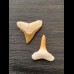 2,2 cm und 2,2 cm große Zähne des Bullenhai und Zitronenhai AZ104