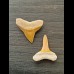 2,2 cm und 2,2 cm große Zähne des Bullenhai und Zitronenhai AZ104