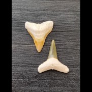 2.1 cm and 2.3 cm teeth of the bull shark and lemon shark