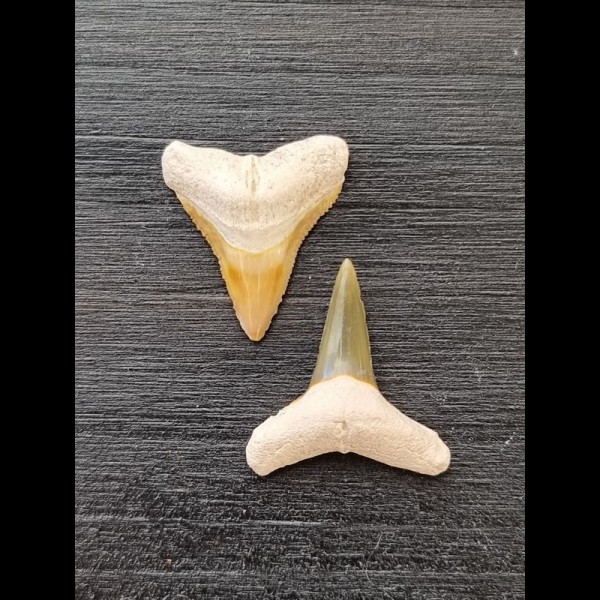 2,1 cm und 2,3 cm große Zähne des Bullenhai und Zitronenhai