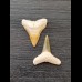 2.1 cm and 2.3 cm teeth of the bull shark and lemon shark