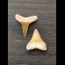 2,1 cm und 2,3 cm große Zähne des Bullenhai und Zitronenhai