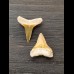 2.1 cm and 2.3 cm teeth of the bull shark and lemon shark