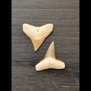 2.2 cm and 2.3 cm teeth of the bull shark and lemon shark