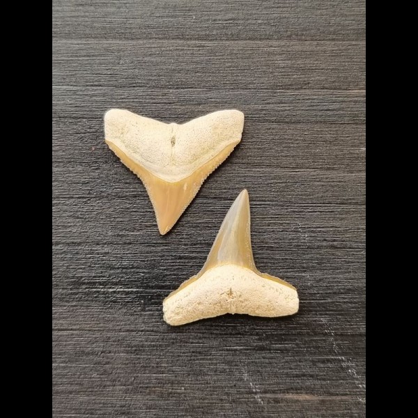 2,2 cm und 2,3 cm große Zähne des Bullenhai und Zitronenhai