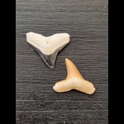 2.2 cm and 2.2 cm teeth of the bull shark and lemon shark