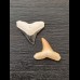 2,2 cm und 2,2 cm große Zähne des Bullenhai und Zitronenhai