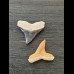 2,2 cm und 2,2 cm große Zähne des Bullenhai und Zitronenhai