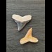 2.2 cm and 2.2 cm teeth of the bull shark and lemon shark