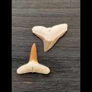 2.2 cm and 2.1 cm teeth of the bull shark and lemon shark