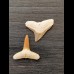 2,2 cm und 2,1 cm große Zähne des Bullenhai und Zitronenhai