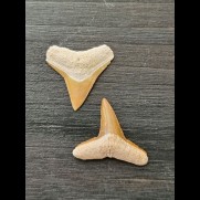 2.2 cm and 2.4 cm teeth of the bull shark and lemon shark