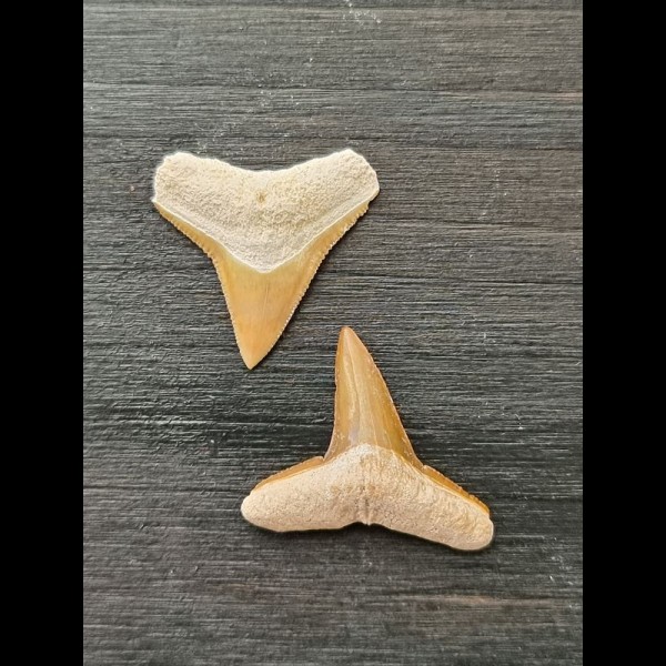 2,2 cm und 2,4 cm große Zähne des Bullenhai und Zitronenhai