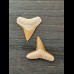 2,2 cm und 2,4 cm große Zähne des Bullenhai und Zitronenhai